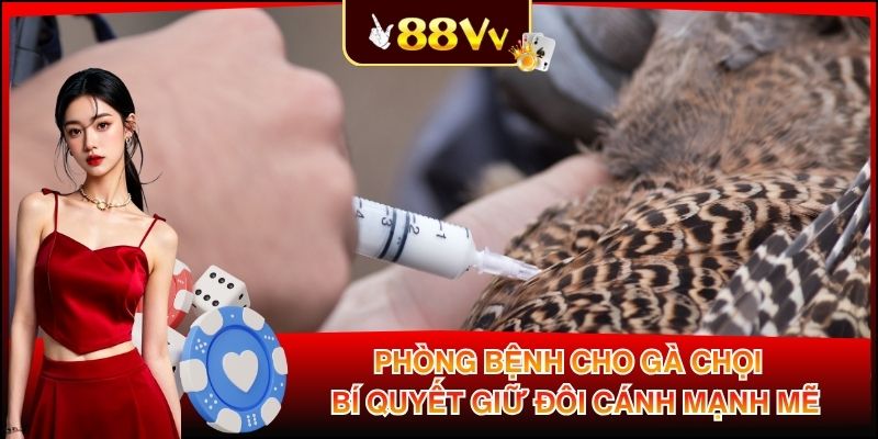 Phòng Bệnh Cho Gà Chọi - Bí Quyết Giữ Đôi Cánh Mạnh Mẽ
