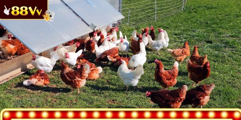 Xử lý chuồng trại sạch sẽ khi chăn nuôi